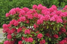 Rhododendron Nova Zembla Rhododendron Nova Zembla Rhododendron Landscape Projects