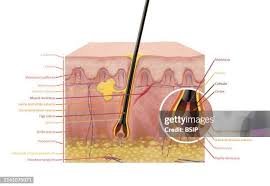 Image result for Sebaceous Gland