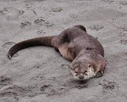 Buzz S Marine Life Of Puget Sound River Otter Likes Anchor Park With Update 3 5 15 Otters River Otter Marine Life