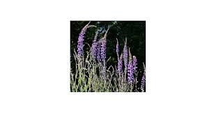 Image result for Triraphis purpurea