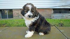 We offer services in the state for dog breeders and buyers alike. 26 Puppies Ideas Puppies Bernedoodle Bernedoodle Puppy