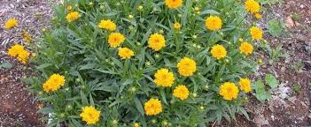 Maybe you would like to learn more about one of these? Coreopsis Species Lanceleaf Coreopsis Lanceleaf Tickseed Coreopsis Lanceolata