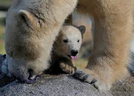 pin on animals