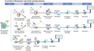 A primary cell culture consists of cells taken. Better Influenza Vaccines An Industry Perspective Journal Of Biomedical Science Full Text