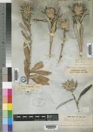 Image result for Macledium sessiliflorum
