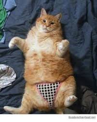 Additionally no cats on pants or beside pants, cats must be in your pants or the post will be removed. 10 Animals In Pants Ideas Cats Animals Funny Animals