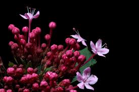 Image result for Clerodendrum fuscum