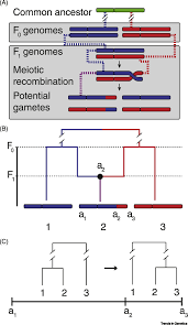 We did not find results for: From Summary Statistics To Gene Trees Methods For Inferring Positive Selection Trends In Genetics