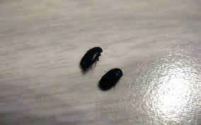 In my bed room, bathroom. 20 Small Black Flies In Bathroom Magzhouse