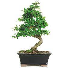 However, if you would like to be notified with. Fukien Tea Indoor Bonsai Tree Bonsaioutlet Com
