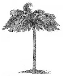 Image result for Cyatheaceae