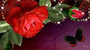 Reblogged this on rianazhu and commented: Gambar Wallpaper Bunga Mawar Flower Flowering Plant Garden Roses Rose Red Petal Floribunda Rose Family Plant Blue 1854596 Wallpaperkiss