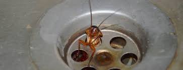 signs of a cockroach infestation