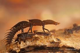 Image result for Tridactyle virgula