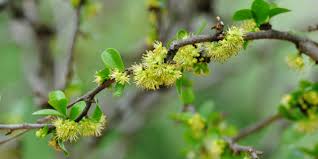 Image result for Dovyalis afra