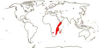 Image result for Kirkiaceae