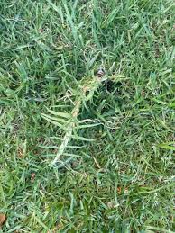 Image result for Cenchrus clandestinus