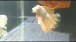 Apparently they're either fragile, infertile, or both. Betta Albino White Golden Male With Large Tail Fish Fighter Fish Youtube