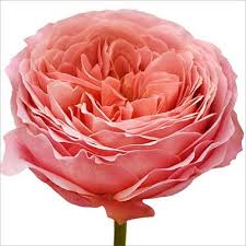 Maybe you would like to learn more about one of these? Garden Roses Romantic Antique 36 Stems Sam S Club Bulk Roses Beautiful Flowers Pictures Flowers