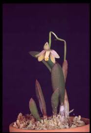 Image result for Diaphananthe bidens