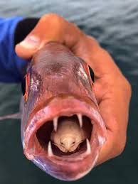 Some can even lose their tongues to certain parasites. Tongue Eating Louse In Carpenter Fish Wtf