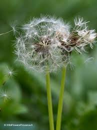 Image result for Taraxacum