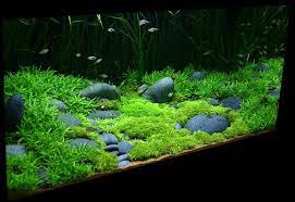 Grass Plants Option For Non Co2 Tank Fish Tank Plants Planted Aquarium Aquarium Landscape
