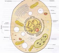 But these cells aren't all the same types of cells. Diagram Diagram Of Cell Parts Full Version Hd Quality Mediagrame Mariachiaragadda It