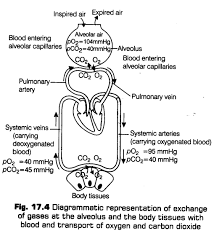 Breathing And Exchange Of Gases Cbse Notes For Class 11 Biology Cbse Tuts Breathingandexchangeofgasesclass Biology Notes Human Respiratory System Biology