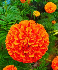 Marigold Flowers Marigold Flower Wholesale Flowers Wedding Wholesale Flowers