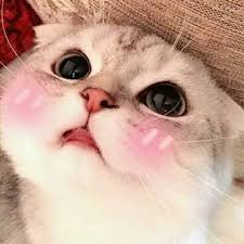 Video aksi kucing lucu imut di dunia video kumpulan aksi aksi menggemaskan kucing yang pasti pikin pemiliknya bahagia. 20 Kucing Lucu Sedunia Manakah Yang Paling Lucu