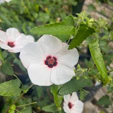 Image result for Pavonia rogersii