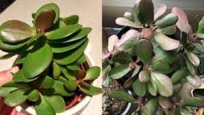 Jade Plant Turning Purple Causes And Solutions Garden For Indoor