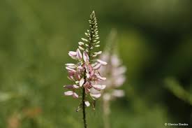 Image result for Indigofera dimidiata