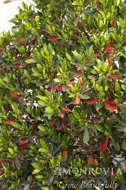 Elaeocarpus Decipiens Monproud Pp 17 611 Little Emperor Village Nurseries Japanese Blueberry Tree Blueberry Tree Monrovia Plants