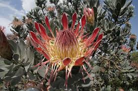 Image result for Jamesbrittenia burkeana