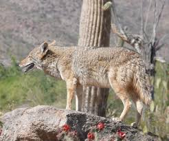 Ideally you'd do so with tweezers, though if you. How Do Coyotes Remove Cactus Needles From Their Paws Biology Stack Exchange