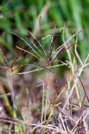 Image result for Digitaria sanguinalis