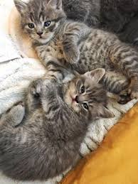 Click The Photo For More Adorable And Cute Cat Videos And Photos Cutecats Catloverscommunity Cats Kittens Catvideos C Cute Cat Gif Cute Cats Cute Animals
