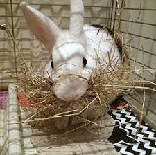 In order to palpate your rabbit, you need to take hold of them and then with your right hand, grasp their ears and. False Pregnancy Wabbitwiki