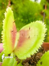 Feel free to comment with any further questions if you have them! Araflora Exotic Flora More Venus Flytrap Dionaea Muscipula Giant Clam