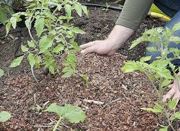 Paillage De La Tomate Cultiver Des Tomates Comment Planter Des Tomates Potager Hors Sol
