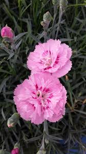 Pin On Flower Garden Workhorses Of The Garden