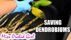 Saving Dendrobium Orchids With Mushy Yellow Leaves Long Transport Youtube