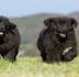 Newfoundland Puppies For Sale by Reputable Breeders ...