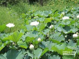 夏季北市何處遊賞荷聽溪畔潺聲 中時電子報 plants herbs background