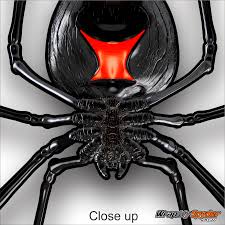 Of black widow, what is the meaning of black widow in a sentence, origin and root of black widow. Black Widow Creeper Wrapmyspyder Com