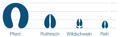 Um den kindern die tierspuren im schnee näher zu bringen, habe ich einige arbeitsposten bereitgemacht. Tierspuren Im Schnee So Konnen Sie Tierspuren Erkennen