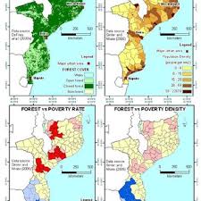 Image result for Phyllanthus pseudocarunculatus