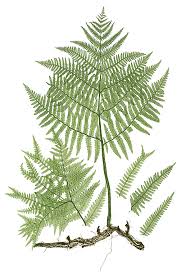 Image result for Pteridium
